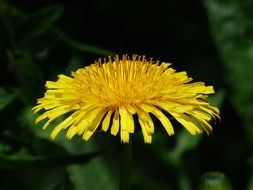 bright yellow dandelion close-up on a blurred background