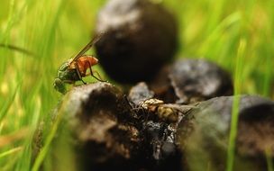 insect on a trunk in denmark