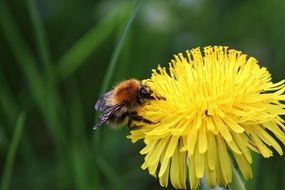 bee is sitting on a yellow blossom