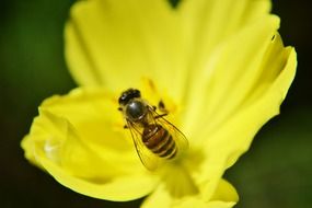 bee on a flower on a green background