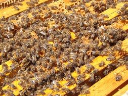 bees in the hive