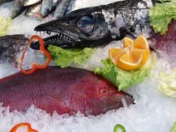 Photo of fishes in a market