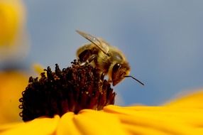 bee on a yellow flower