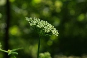 blossom of a plant from parsley family