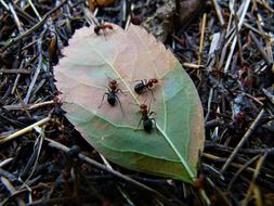 forest ants on a green leaf