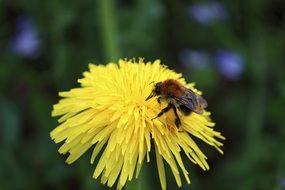 Closeup photo of bee is on a blossom