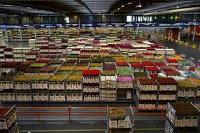 flowers in cardboard boxes in holland