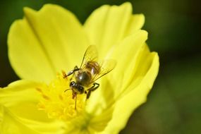 bee on a flower in the wild