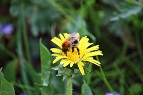 a bee collects pollen from a yellow meadow flower