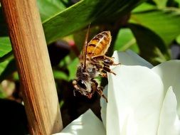 honey bee in the garden