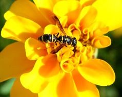 Yellowjacket on a yellow flower in the garden