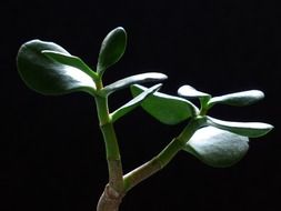 crassula ovata, money tree leaves