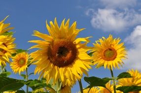 field of sunflowers against the sky with clouds