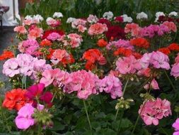 Natural flowers in the greenhouse