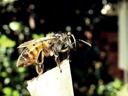 honeybee in nature