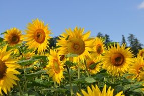 field of solar flowers