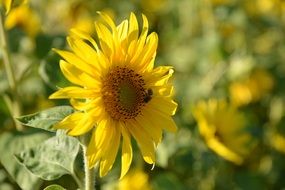 cute sun flower