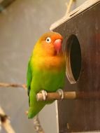 colorful parrot on a manger