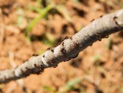 many ants on a branch close-up