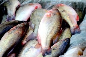 A lot of raw fish in a market