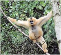 funny red monkey swinging on a tree