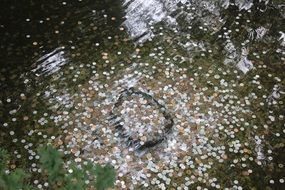 A lot of coins under the water