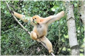 white exotic monkey in the zoo
