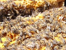 colony bee