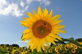 bee on a sunflower against the sky