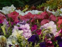 colorful bloom flowers greenhouse garden plant