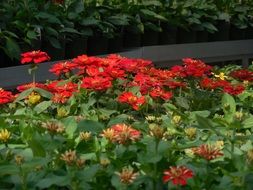 Red begonia in greenhouse