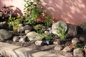 Rocks and green plants near the pink wall