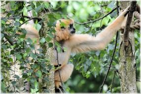 hairy monkey in the zoo, netherlands, amsterdam