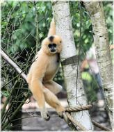 funny red monkey sitting on a tree