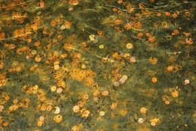 rusty coins in a fountain