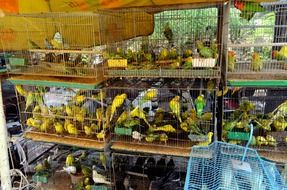 birds parakeets market