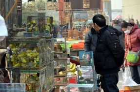 Humans in a bird market