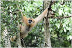 Cute and colorful monkey on the tree in the zoo