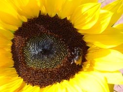 sun flower bee