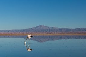 bird feeding on water in wild