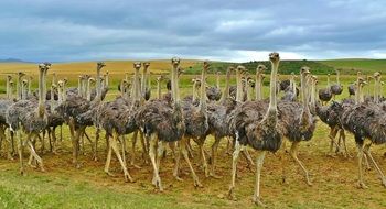 a large flock of ostriches on a plain