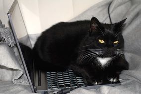 black cat lies on a laptop