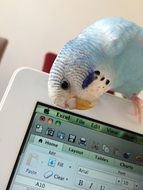 blue parrot on tablet