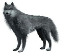 drawn gray wolf on a white background