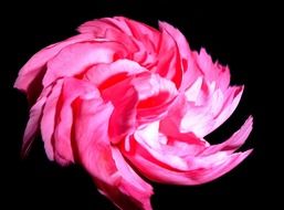 digital art blossom drawing