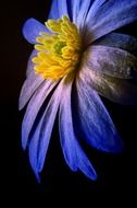 Digital art of the flower