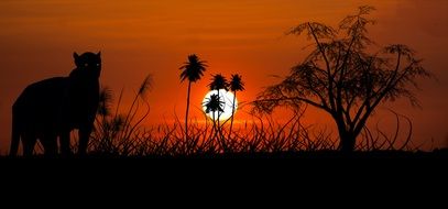 jaguar against sunset