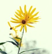 yellow flower plant
