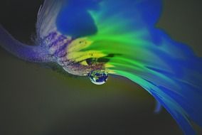 dripping water flower
