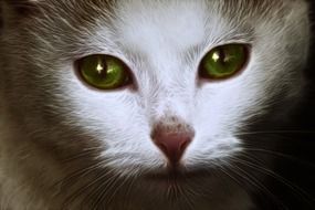 portrait of a white cat with green eyes